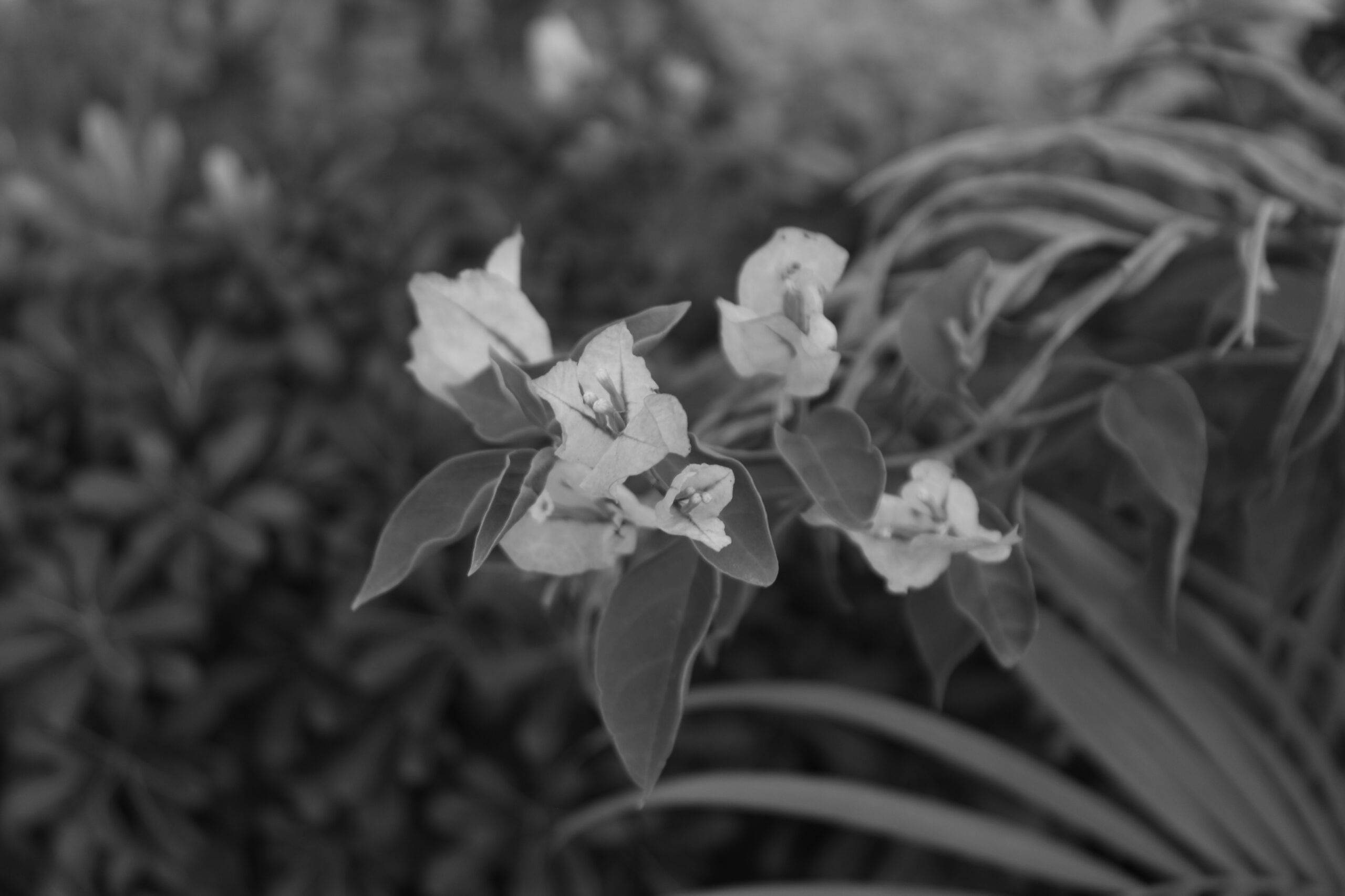 IMG_0679