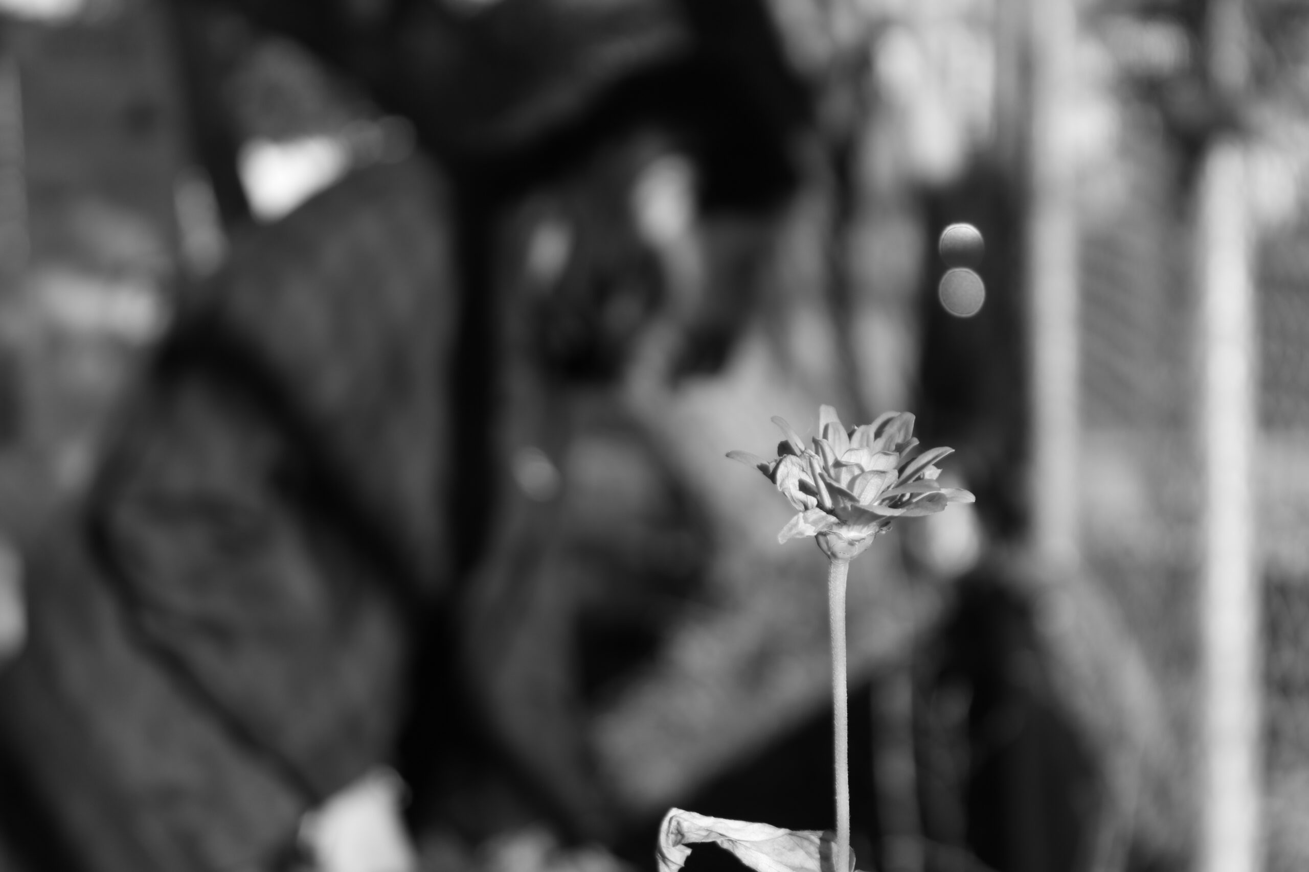IMG_0710