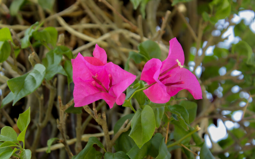 NATURALEZA