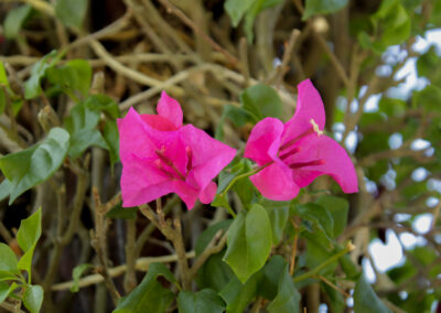 NATURALEZA